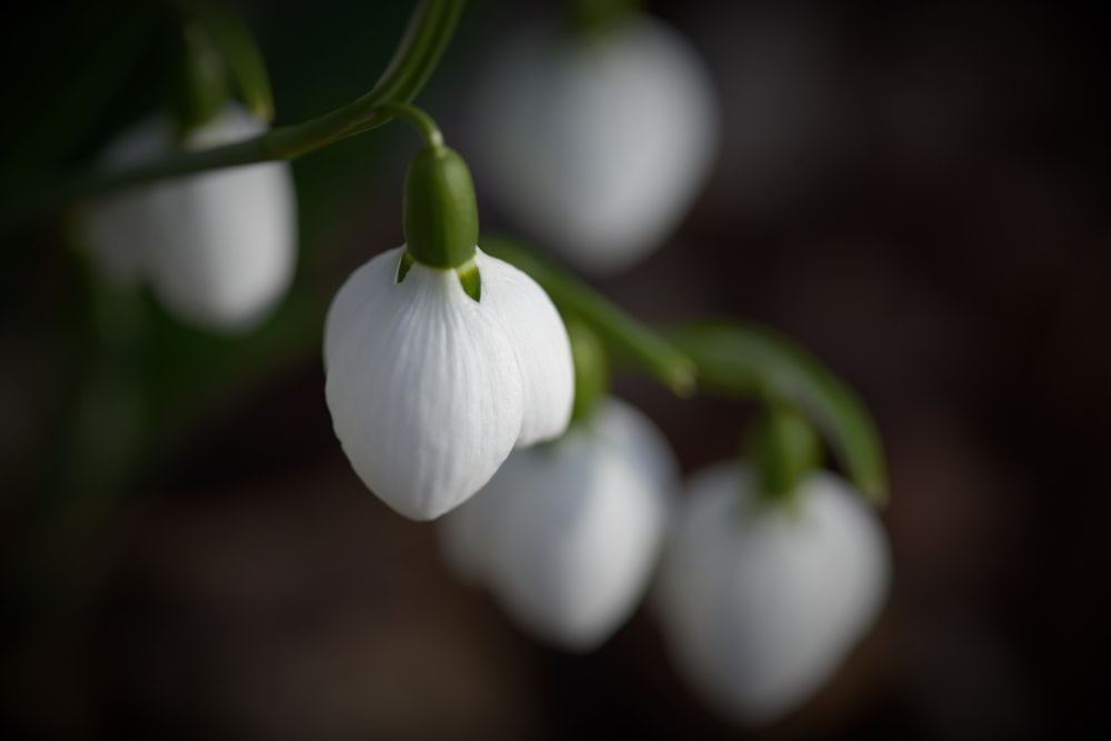 a close up of a bunch of white flowers