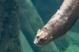 A platypus gliding gracefully underwater in a clear freshwater stream.