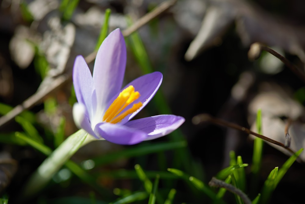 a close up of a purple flower with yellow stamen