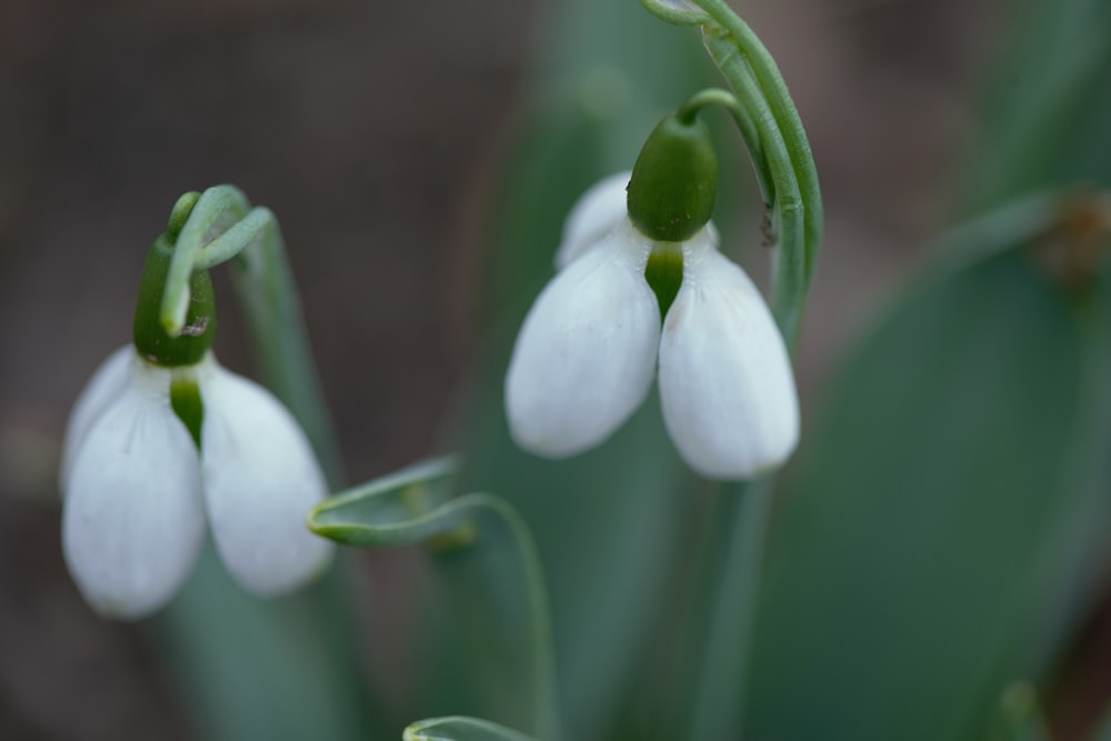 a group of white flowers with green stems