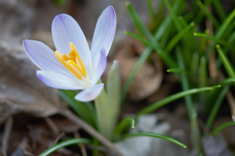 a close up of a flower on the ground