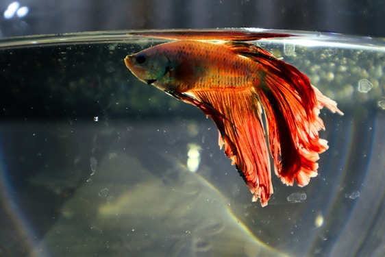 Close-up of colorful betta and guppy fish swimming gracefully in a clear aquarium illuminated by natural light.