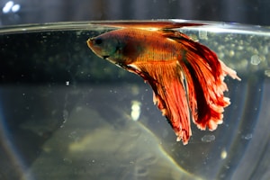 A Betta fish with vibrant orange and red fins swims gracefully in a clear aquarium. The light reflects off the water, highlighting the fish's elegant movements and delicate tail.
