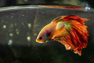 A vibrant close-up photo of a colorful Betta fish with flowing fins in a clear aquarium.