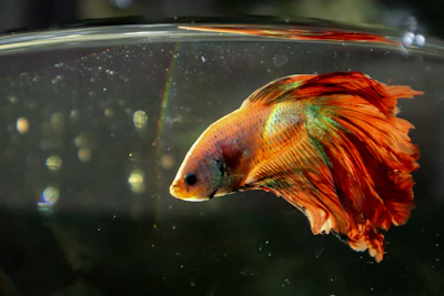 A vibrant close-up photo of a colorful Betta fish with flowing fins in a clear aquarium.