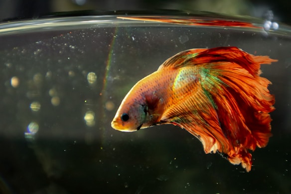 A vibrant betta fish swims in a clear aquarium, its flowing fins exhibiting a mix of orange, red, and green colors. The water is speckled with small bubbles, creating a dynamic and slightly blurred background.
