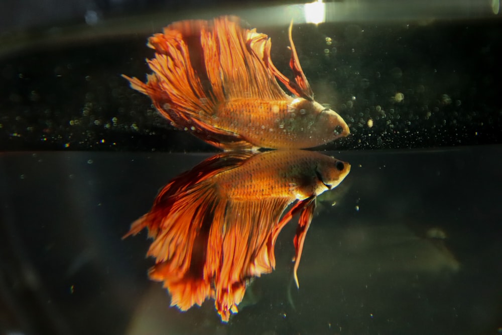 a close up of a fish in a tank