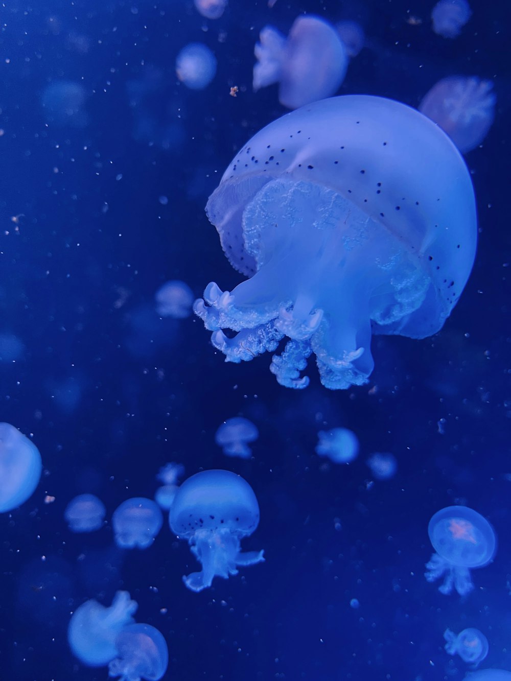 a group of jellyfish floating in the water