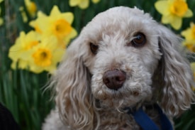 A curly-haired dog with a blue collar looks directly at the camera, surrounded by vibrant yellow daffodils. The dog's expression appears calm and gentle, with soft, fluffy fur and large, expressive eyes. The background features green foliage, enhancing the lively atmosphere.