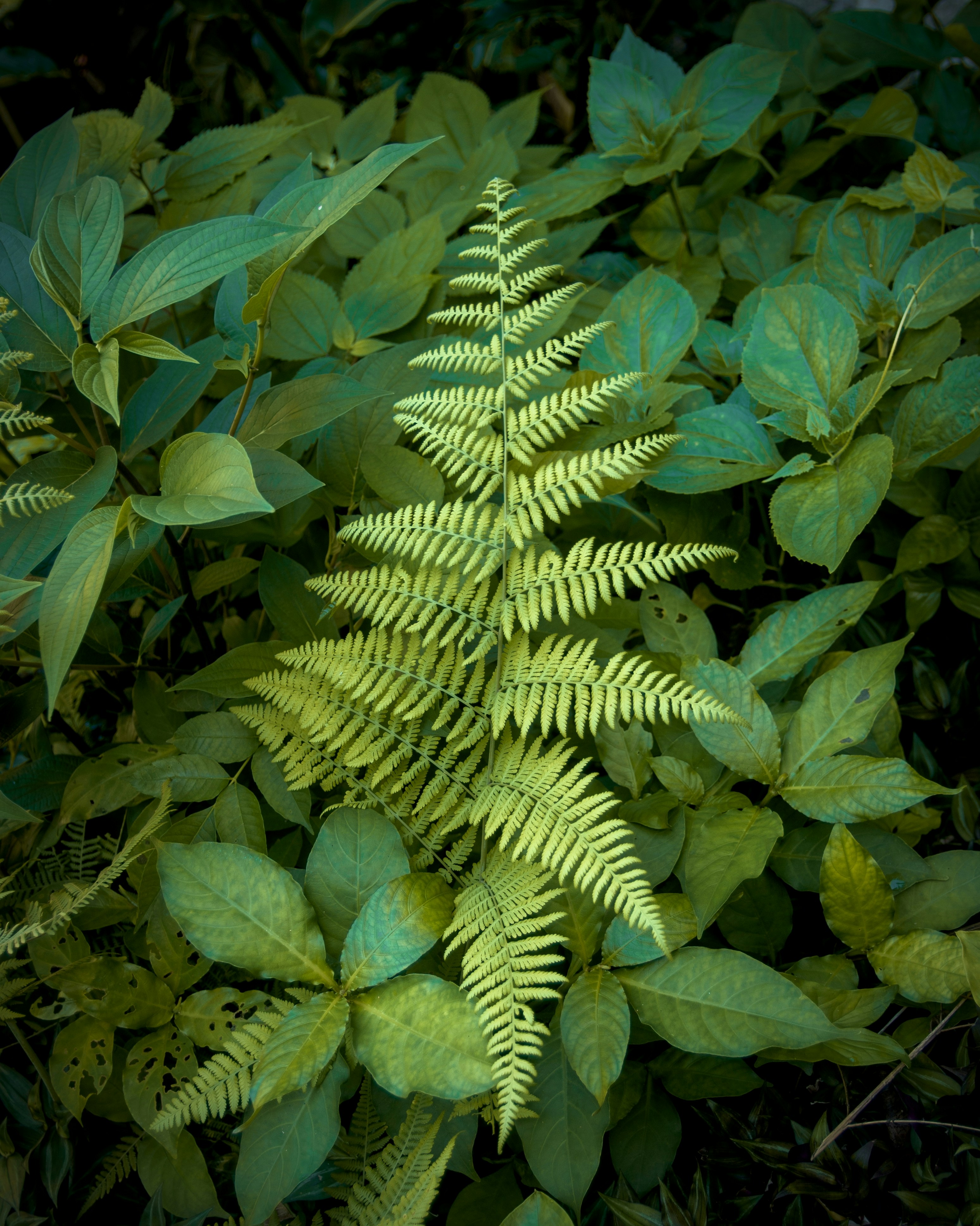 a green plant with lots of leaves on it