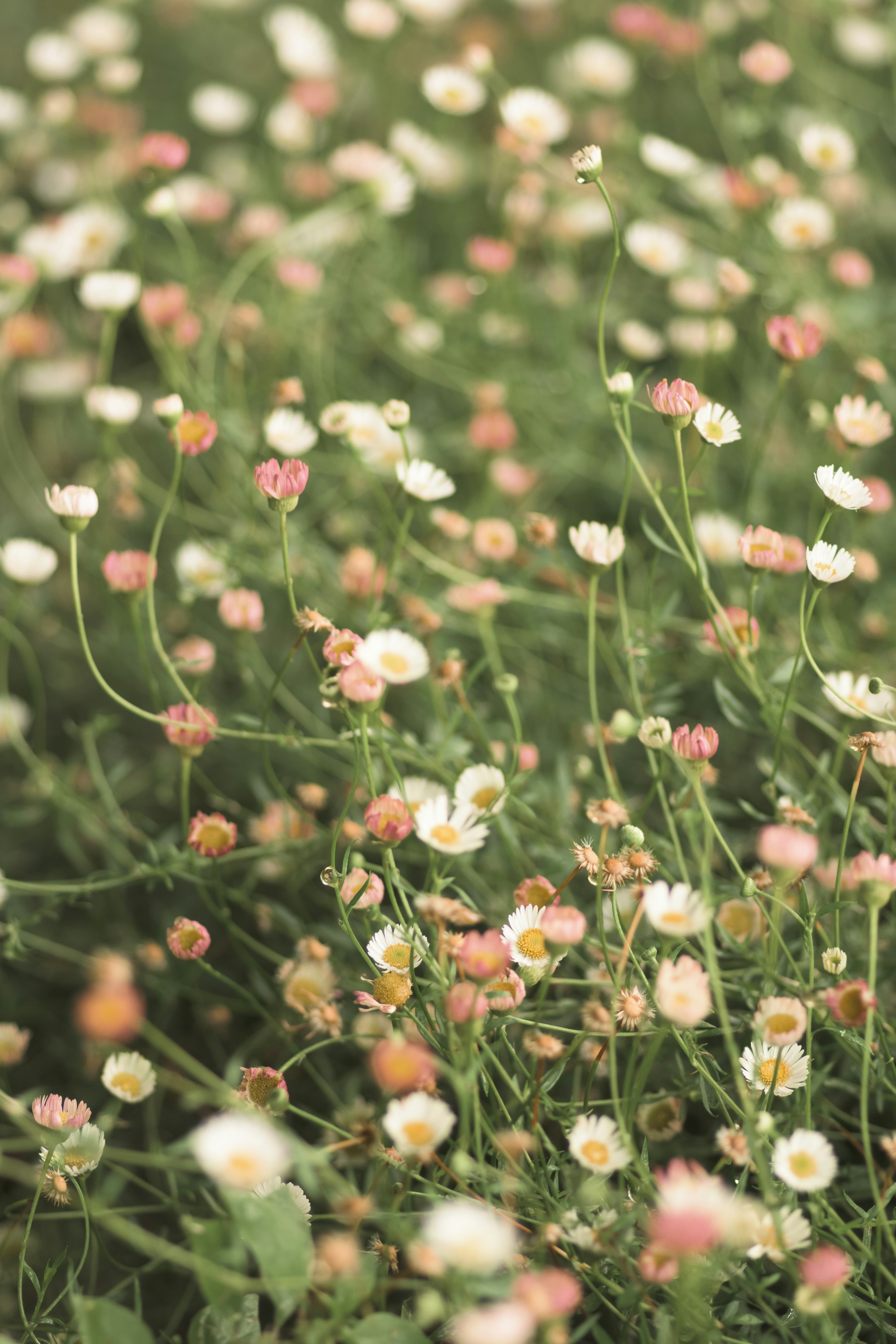 Photo by josegomesphoto