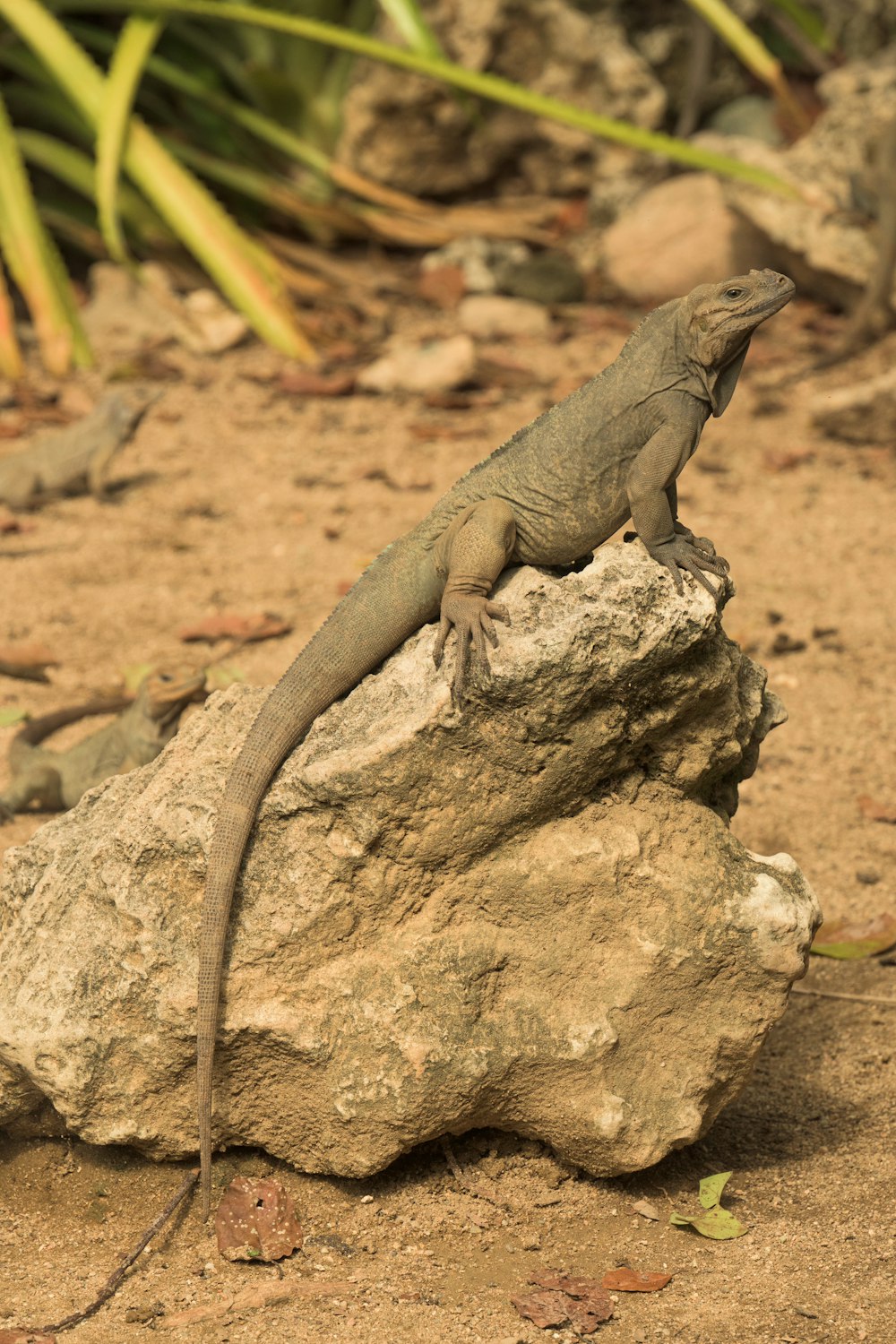 a lizard sitting on top of a rock