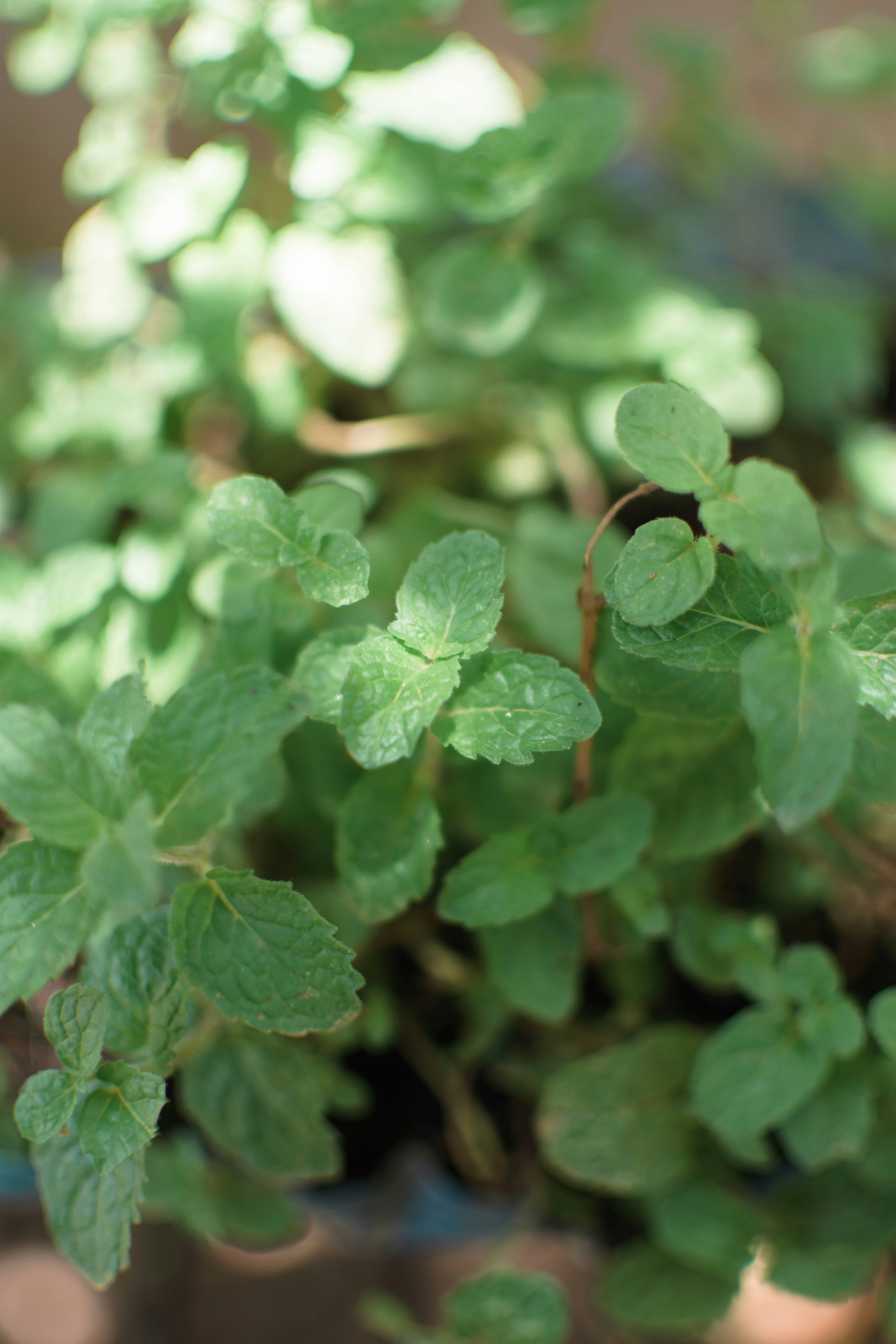 Photo by josegomesphoto