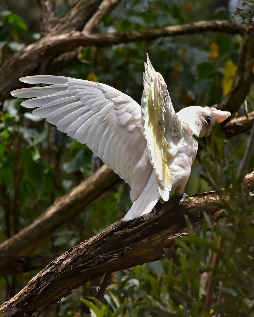 a white bird with its wings spread on a branch
