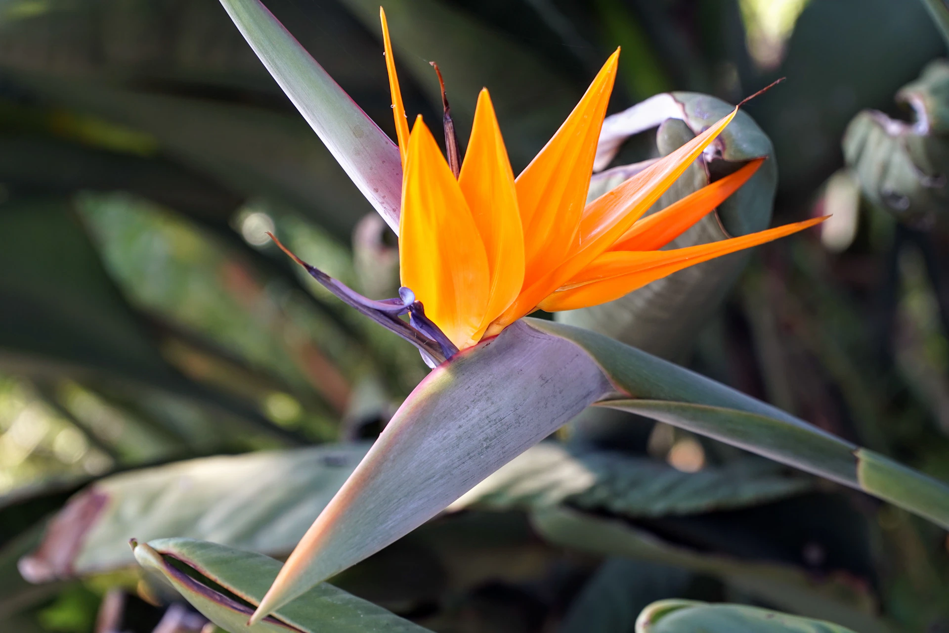 a close up of a flower with leaves in the background