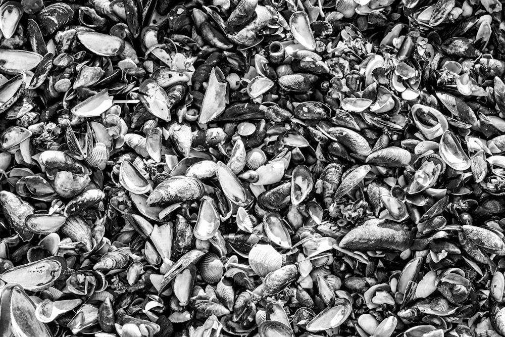 black and white photograph of mussels and clams