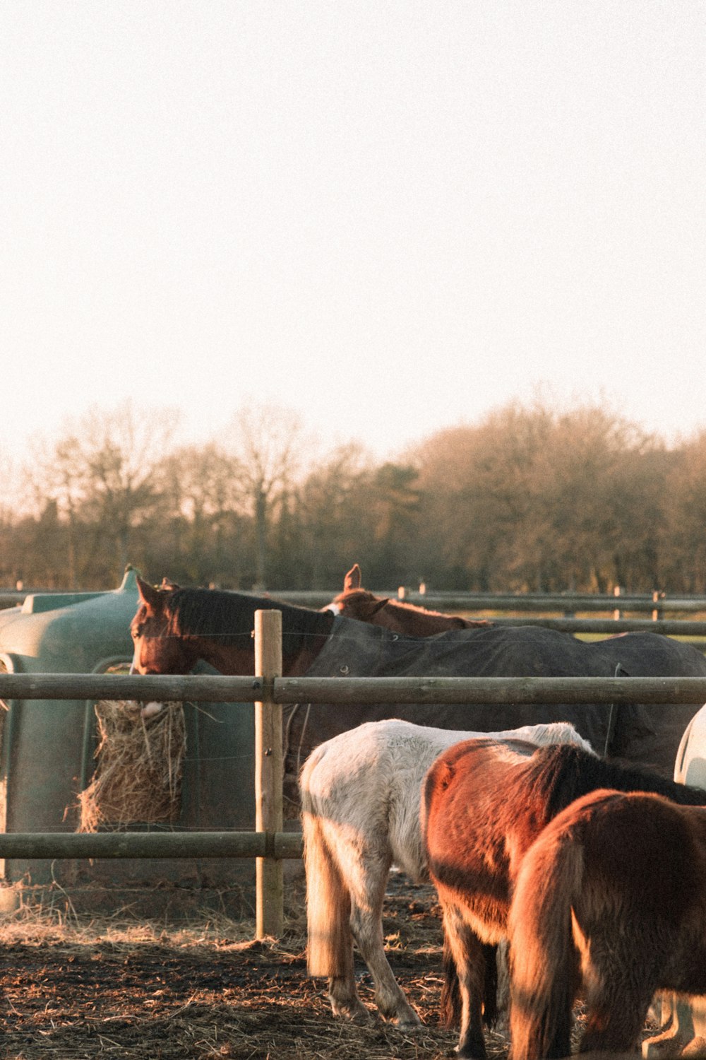 a group of horses in a fenced in area