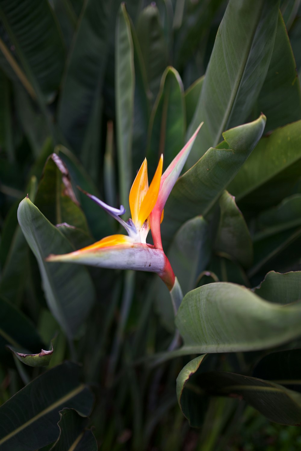 a bird of paradise flower in the middle of a bush