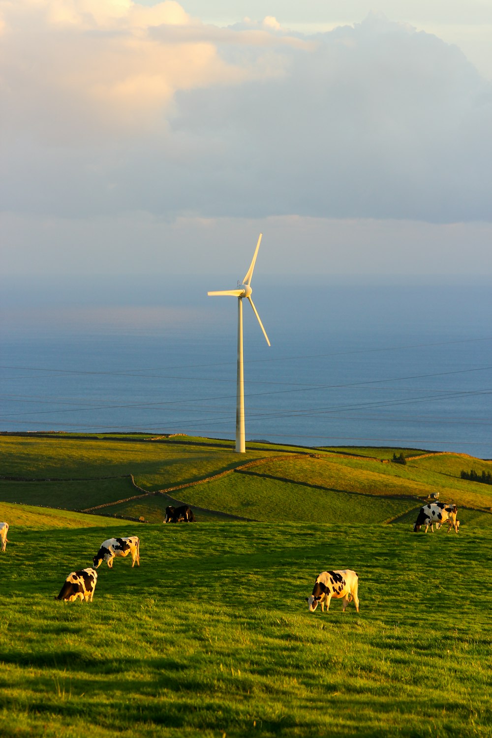 a herd of cattle grazing on a lush green field