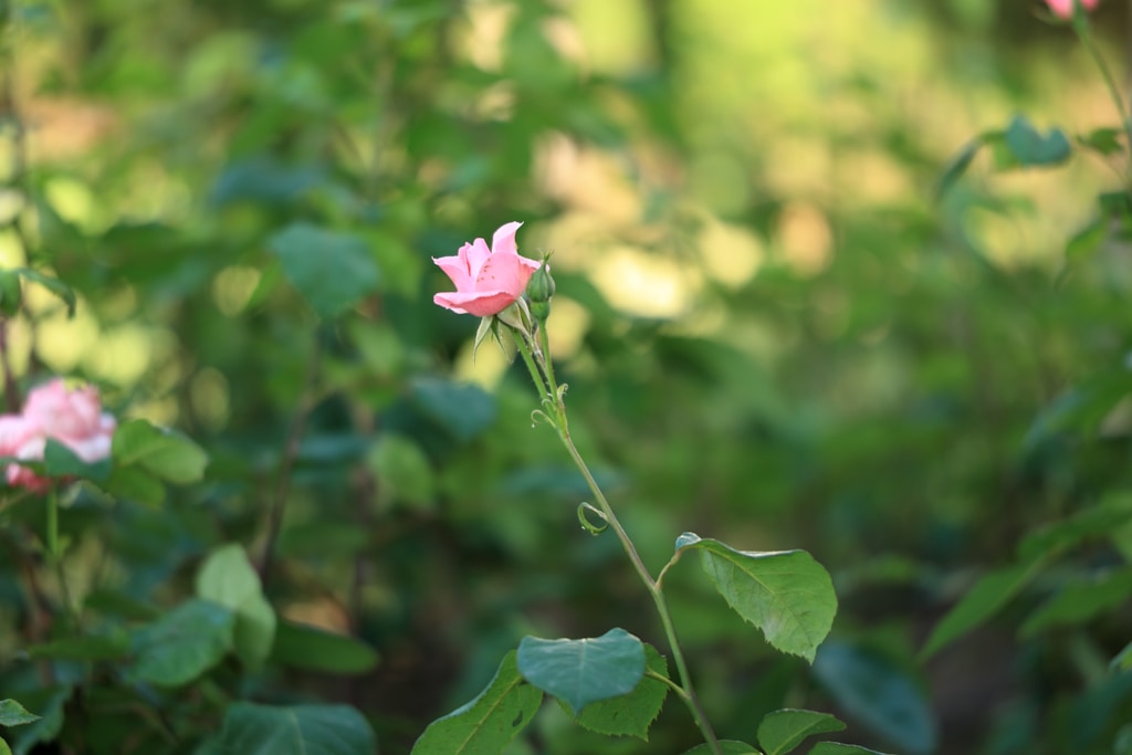 Cuarzo Rosa