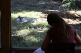 A wolf is resting on a patch of grass in a natural setting, visible through a large window. In the foreground, a person with long hair, sitting inside, is facing the window and appears to be observing or sketching the scene.