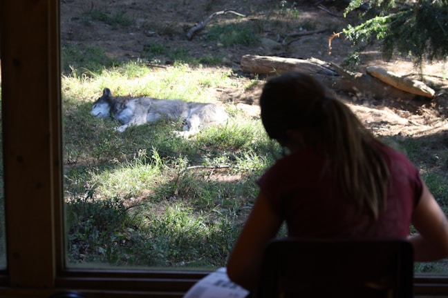 A wolf is resting on a patch of grass in a natural setting, visible through a large window. In the foreground, a person with long hair, sitting inside, is facing the window and appears to be observing or sketching the scene.