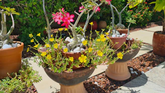 A fresh home garden with a variety of potted plants arranged neatly on a sunny patio.