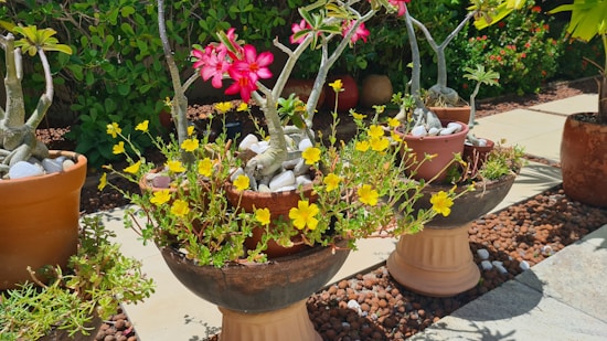Several potted plants with green foliage and colorful flowers are arranged on a sunlit patio. The pots sit on stones and have a background of lush greenery. The dominant flowers are bright pink and yellow, adding vibrant color to the scene.