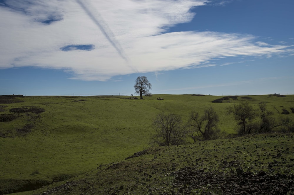 a lone tree on a grassy hill under a cloudy sky