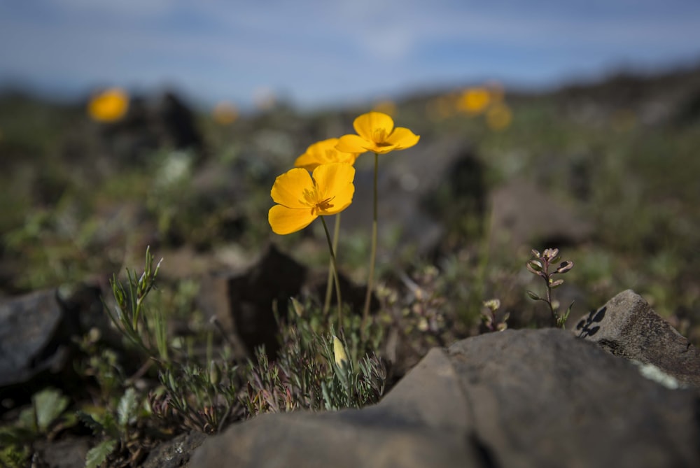 some yellow flowers are growing out of some rocks