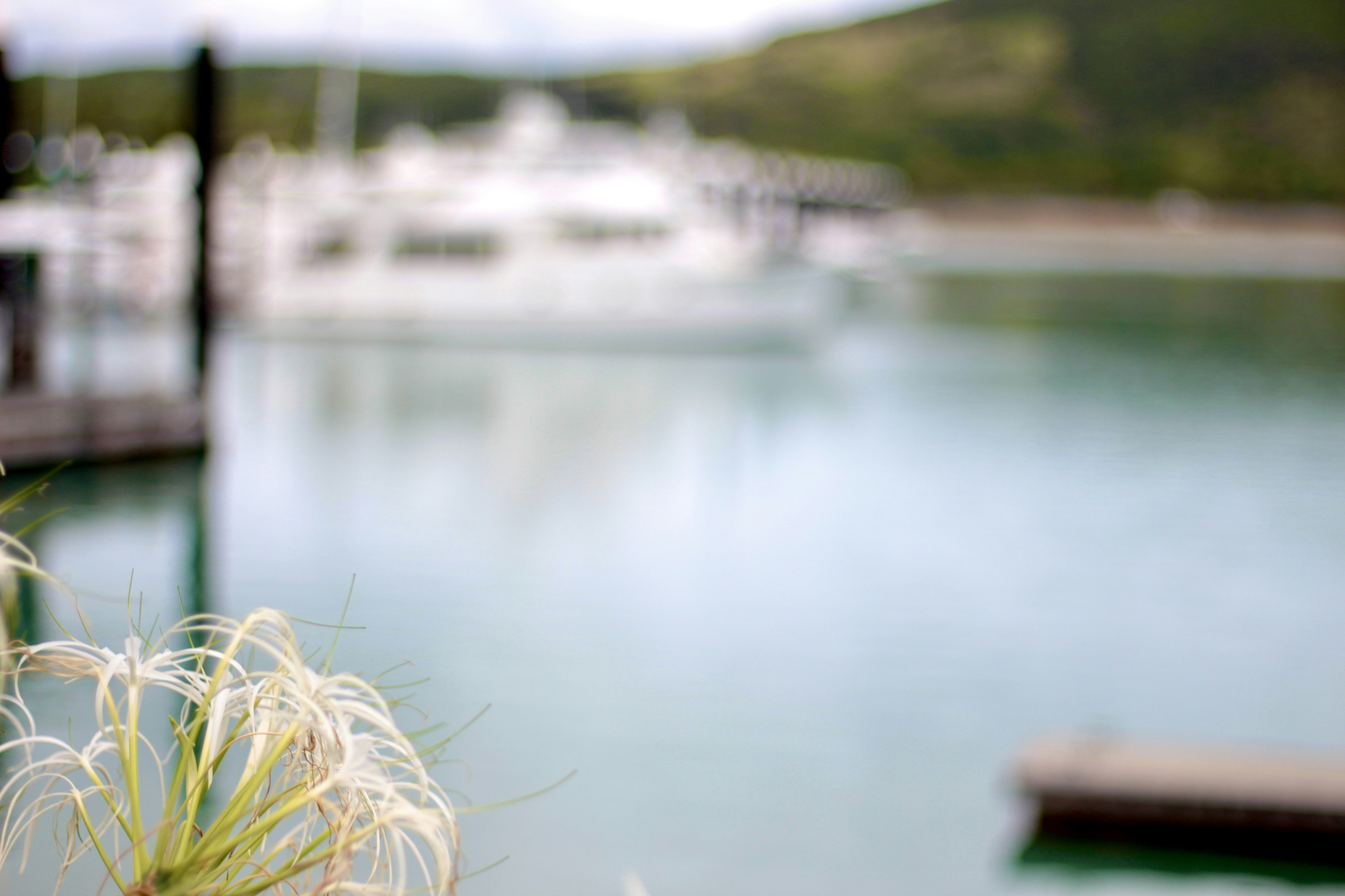 a close up of a plant near a body of water