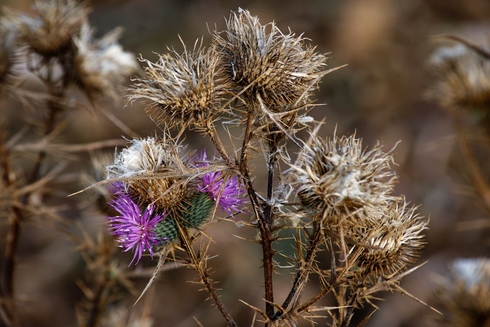 a close up of a purple flower on a plant