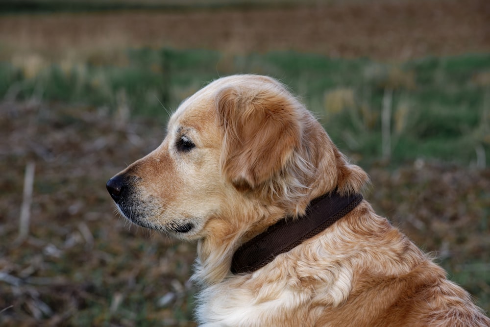 a close up of a dog in a field