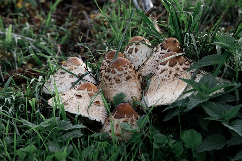 a group of mushrooms that are sitting in the grass