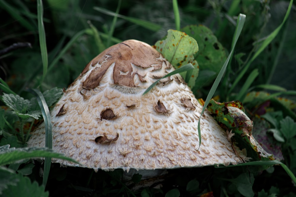 a close up of a mushroom in the grass