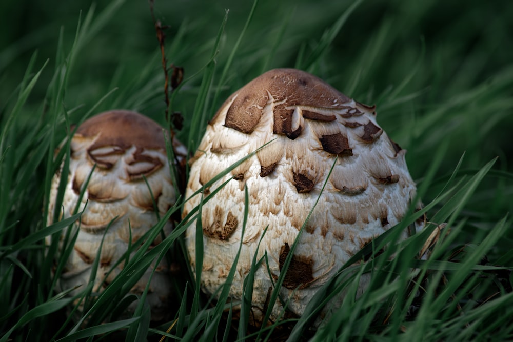 a couple of mushrooms that are sitting in the grass