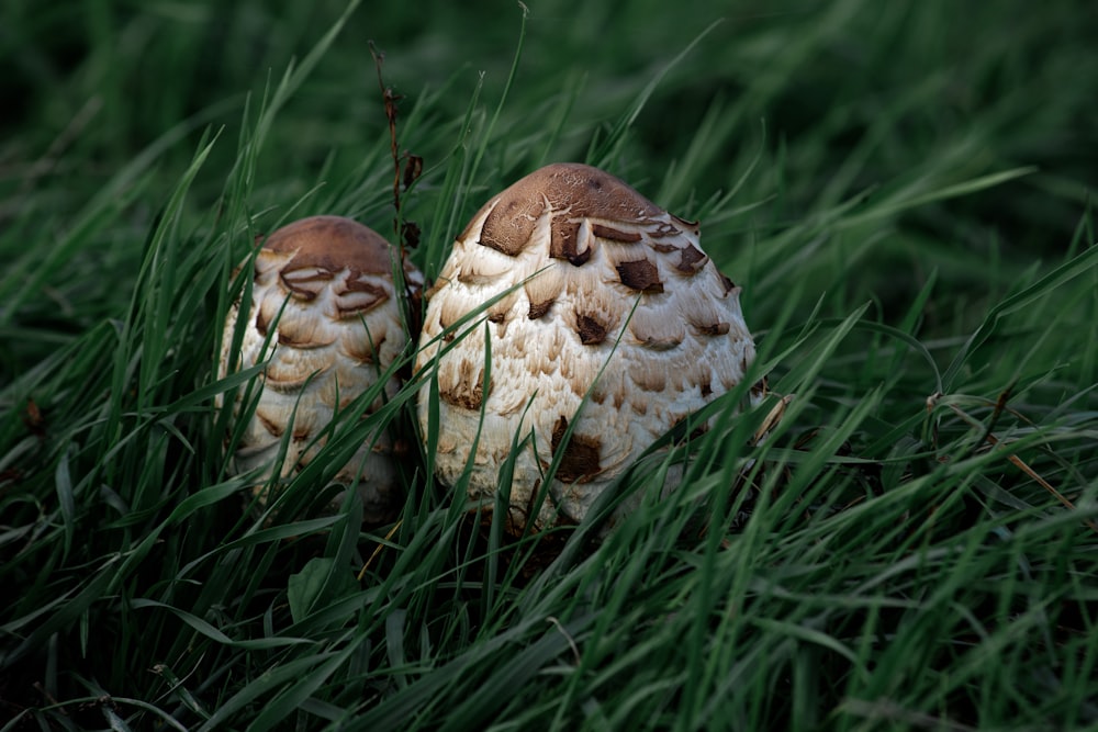 a couple of mushrooms that are sitting in the grass