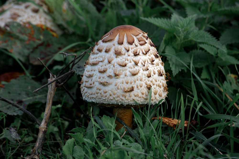 a close up of a mushroom in the grass