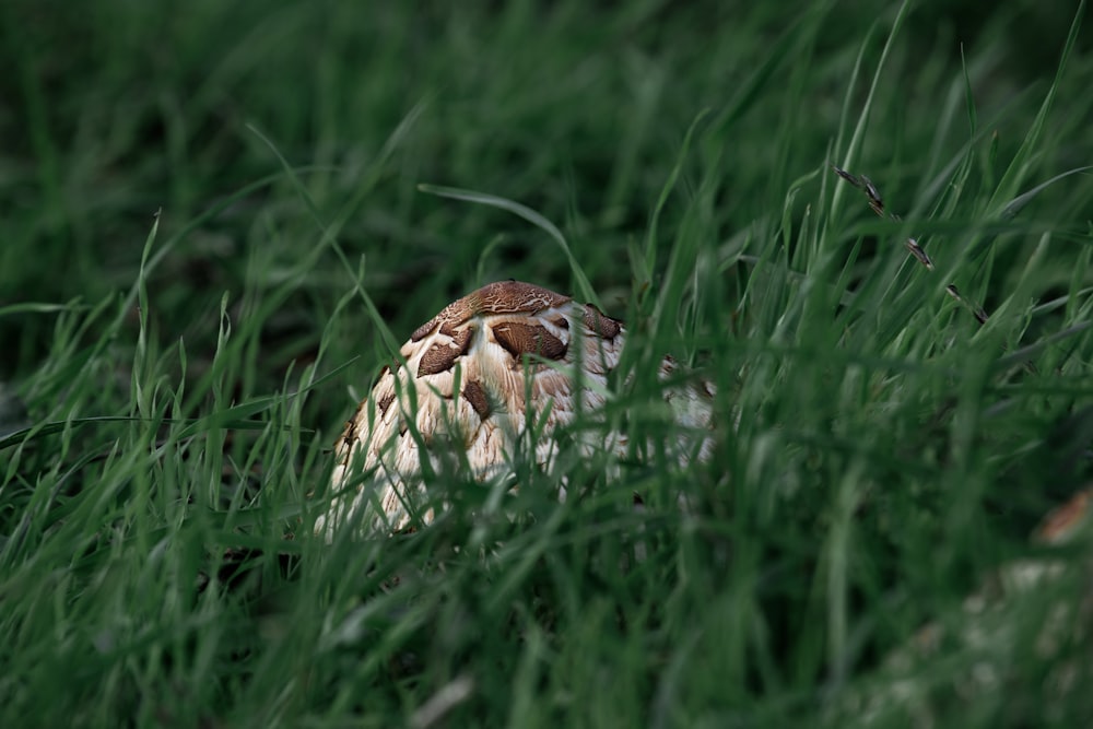 a close up of a mushroom in the grass