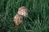 Two mushrooms with distinctive brown and white patterns grow amidst lush green grass. The intricate texture on the mushroom caps contrasts beautifully with the surrounding foliage, capturing a sense of natural beauty and organic textures.
