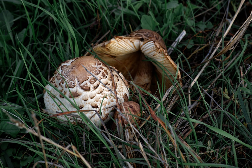 a close up of a mushroom in the grass