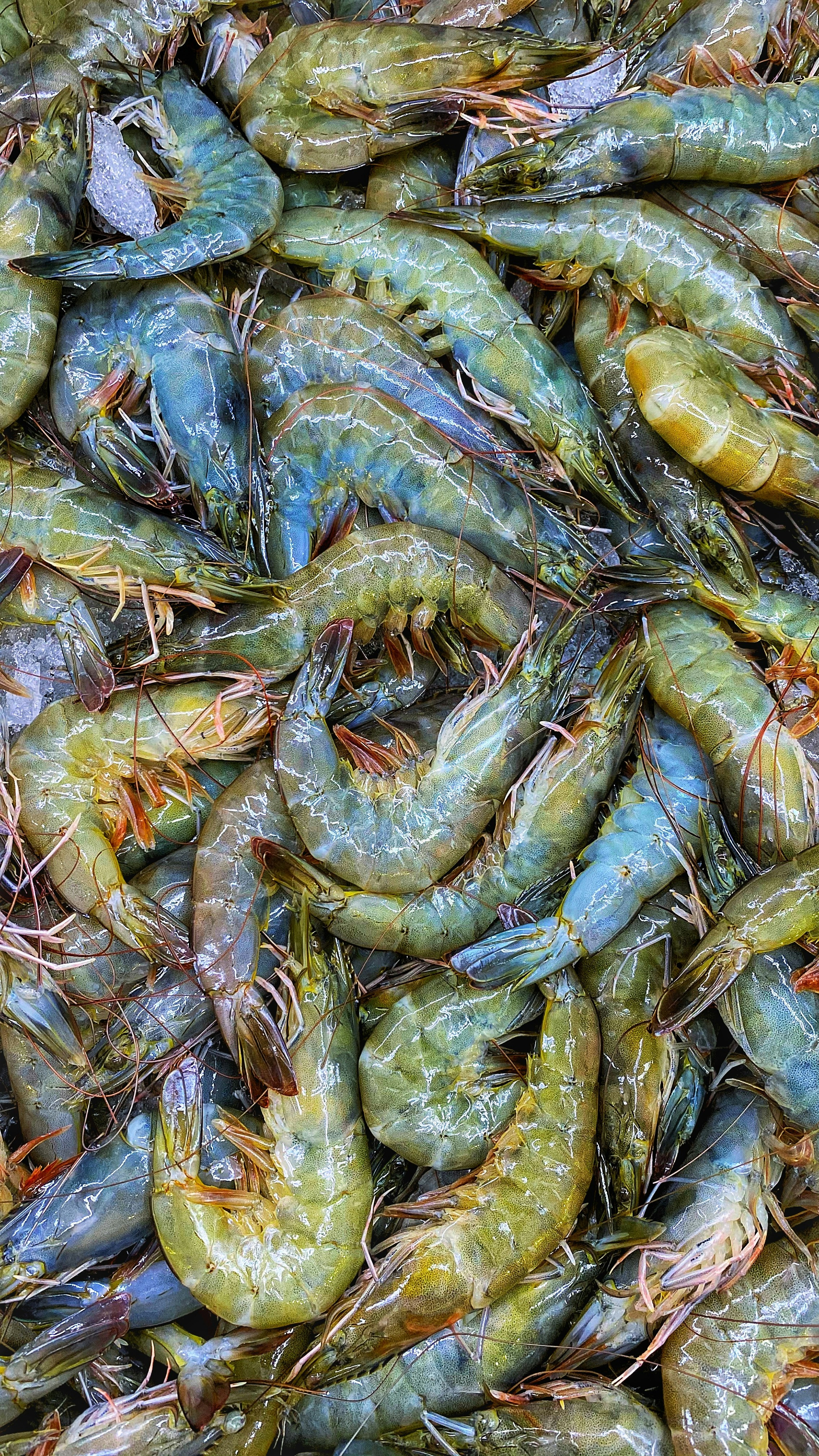 a bunch of shrimp that are laying on the ground