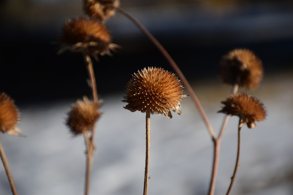 a close up of a bunch of flowers