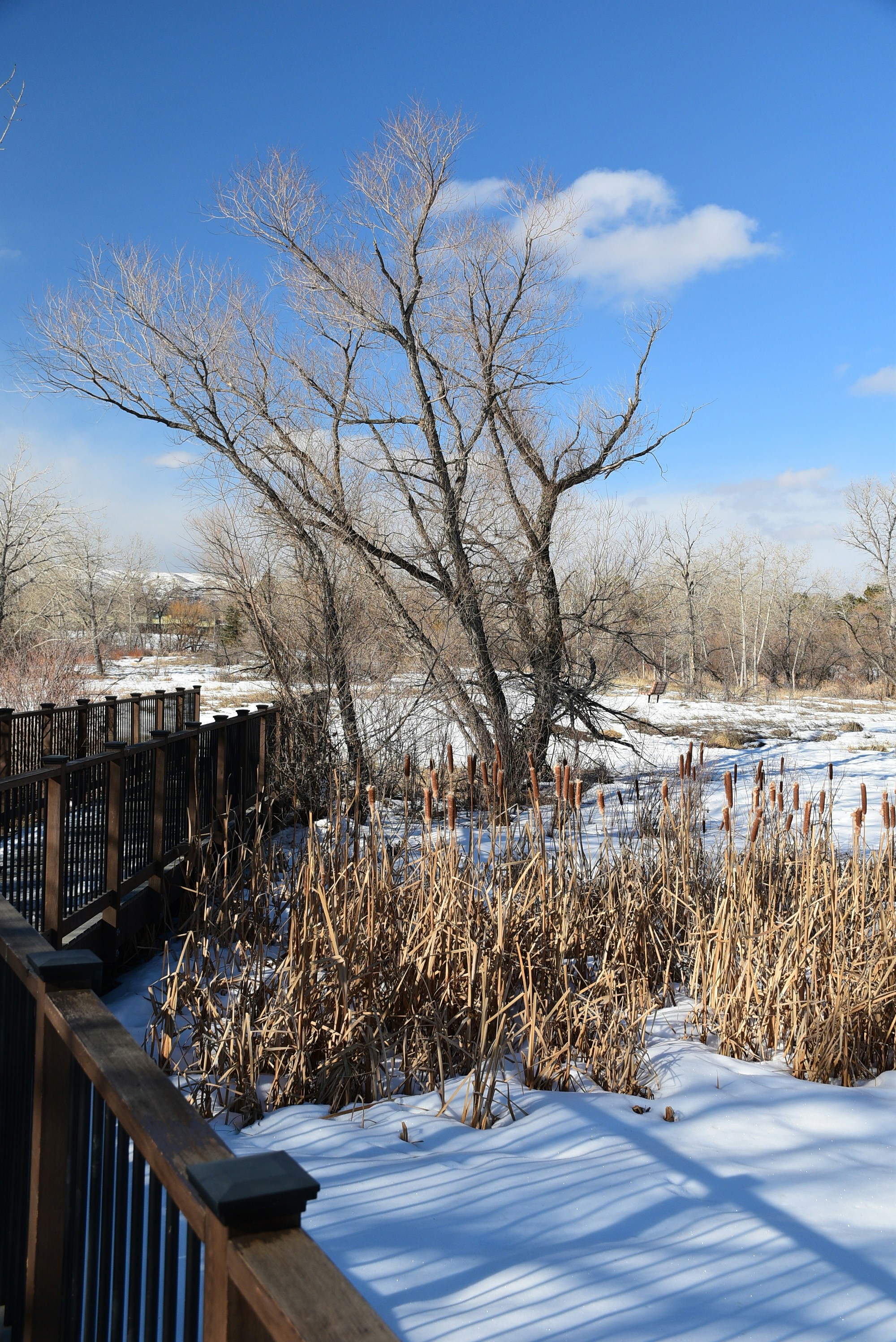 Oh hey, Pauline is Donkey Kong’s co-op partner in Bananza - Polygon