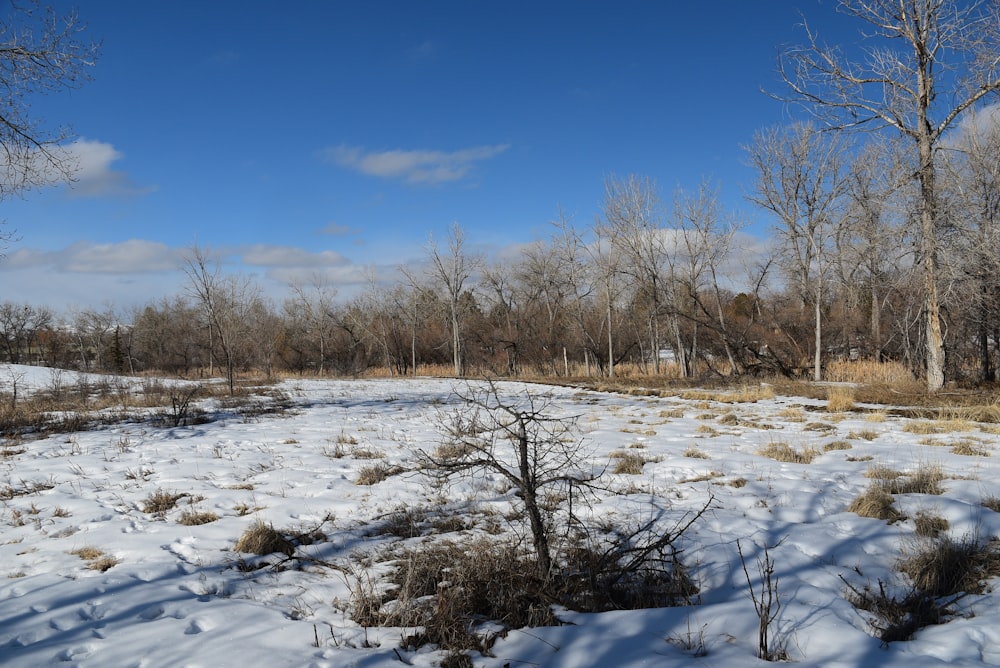 a snow covered field with trees in the background