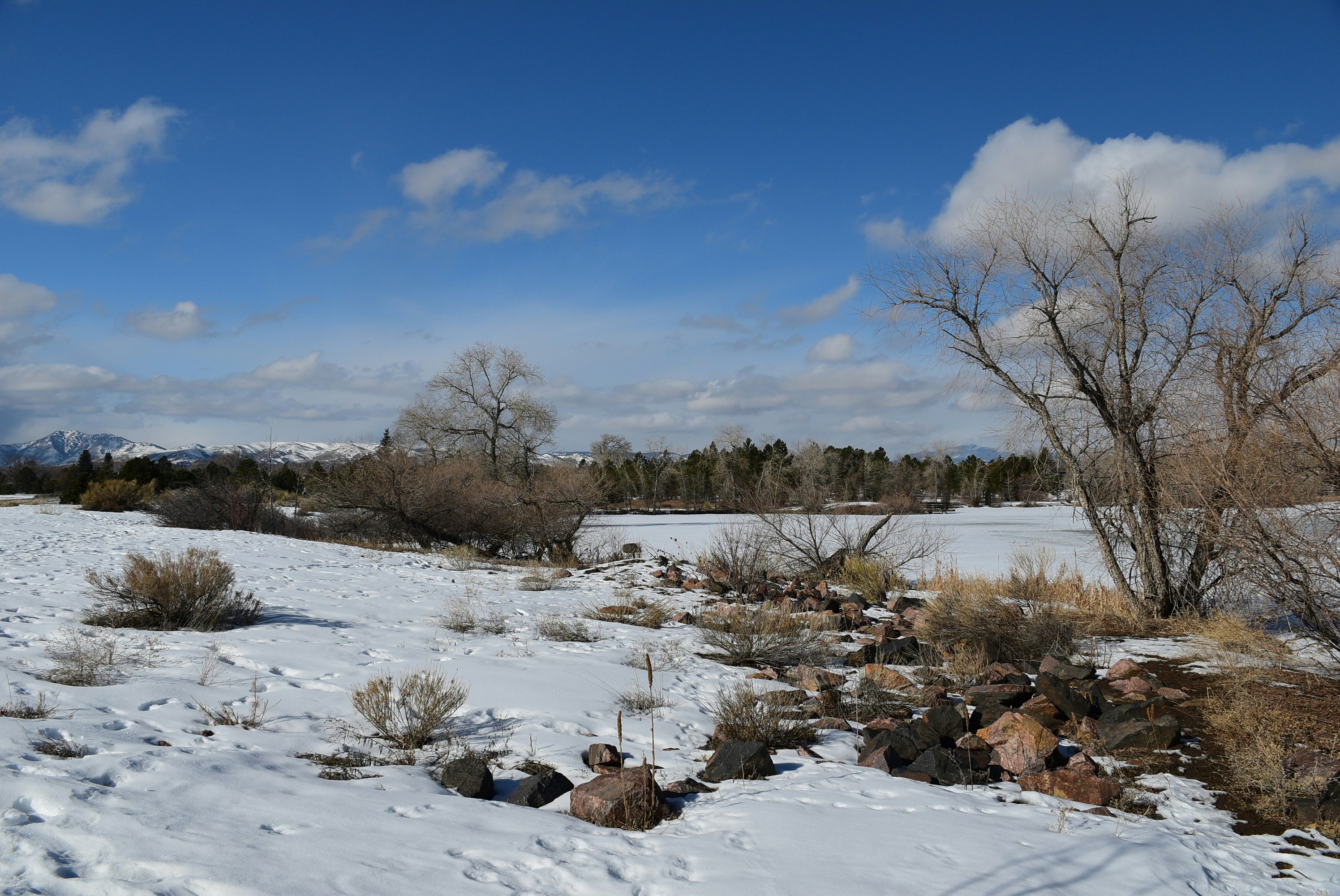 a snow covered field with trees and bushes, Belmar Park Parking Lot, Lakewood, CO