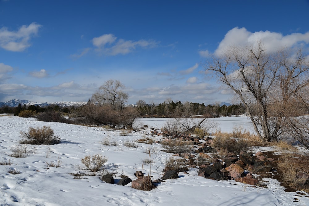 a snow covered field with trees and bushes