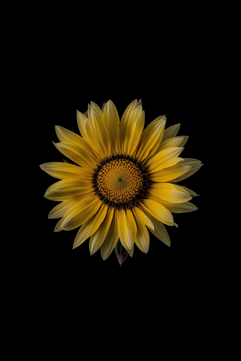 a large yellow sunflower on a black background