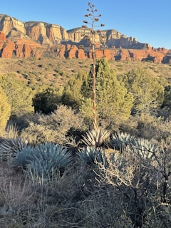 A landscape featuring red rock formations under a clear blue sky. In the foreground, desert plants like agave and shrubs are visible, with a tall yucca plant extending upward. Pine trees are scattered across the terrain.