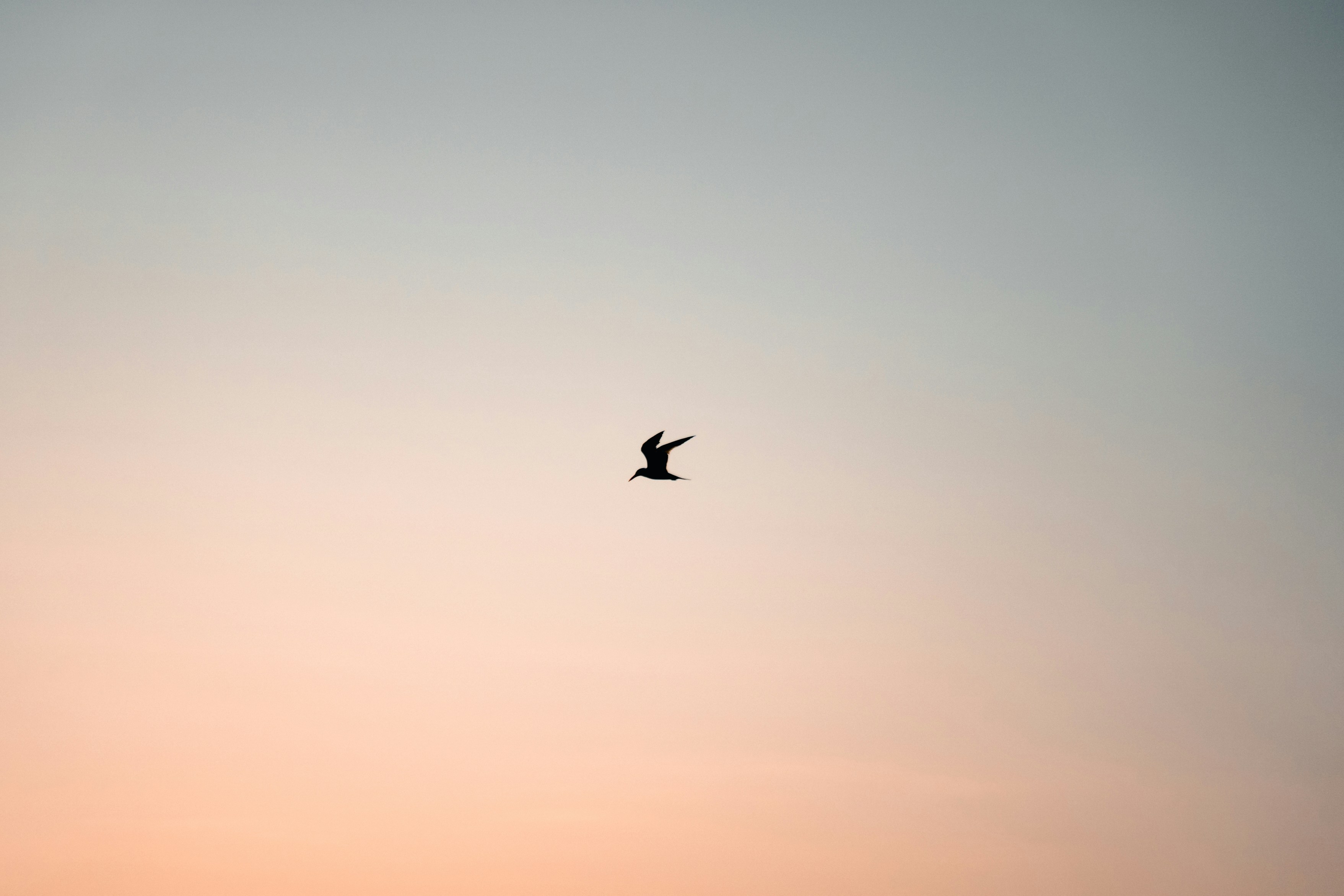 a bird flying high up in the sky, The sun rose over Montezuma beach, painting the sky in colors of orange and pink. The sea birds added to the peaceful atmosphere.